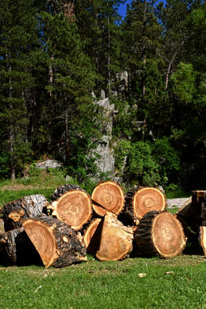 Chunks of a huge willow tree are left in a pile on the edge of a forest of pine trees.