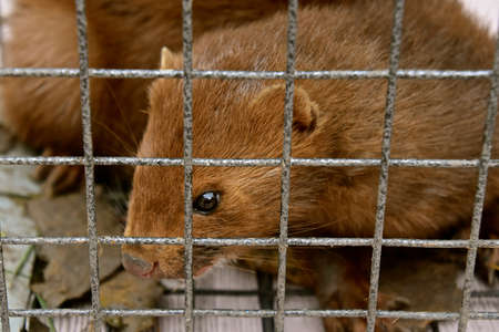 A wild mink is captured in a metal live trapの写真素材