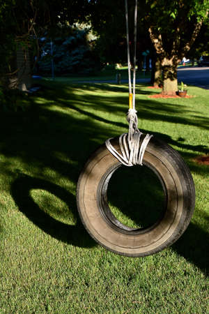 The  early morning sun exposes the rope and knots used to hold a tire swing from a tree branchの写真素材