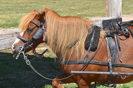 A bridled and reined pony is ready to pull a two wheeled buggy.の写真素材