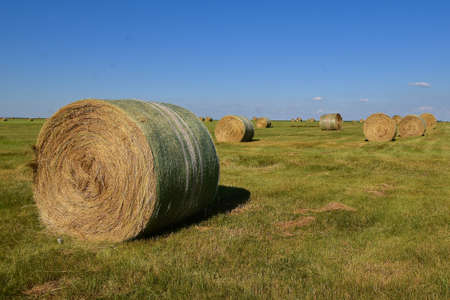 Huge round bales are fleft scattered throughout an alfalfa field.