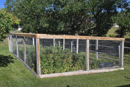 A wooden framed cage enclosed with wire mesh keeps deer and other critters out of a garden.の写真素材