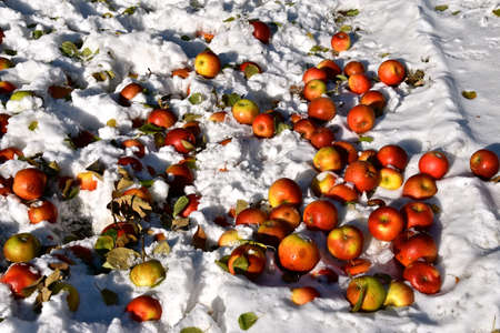 Ripened apples are tossed out in the snow to serve as deer food.の写真素材