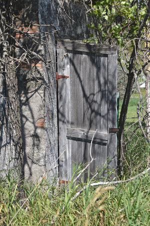 An old weathered wooden outhouse  with an open door is partially hidden in the thick brush.の写真素材