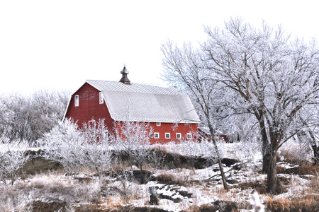 An old red hip roofed barn is surrounded by trees covered with hoar frost