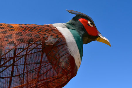 A close-up of the head of a metal pheasant rooster headの写真素材