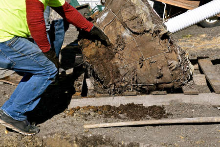 A tree laying on a pallet and wrapped in a burlap sack is ready to be transplantedの写真素材
