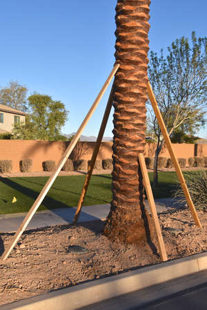 A transplanted palm tree is braced from four directions to .provide support and strengthの写真素材