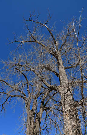 Vertical closeup of the trunk, bark, and branches of a very old cottonwood treeの写真素材