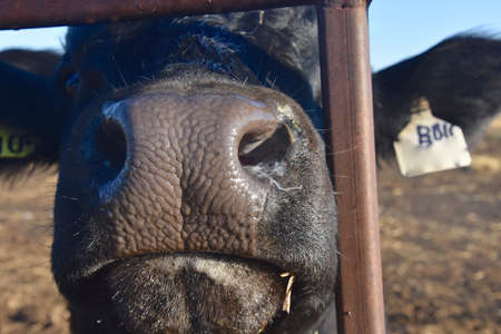 Closeup of the nose of an Angus beef cowの写真素材