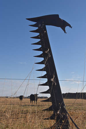 An old sickle bar from a hay mower  in upright position is silhouetted against the blue sky with several beef animals in the backgroundの写真素材