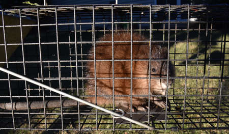 A muskrat is caught in a live trap or cage.の写真素材
