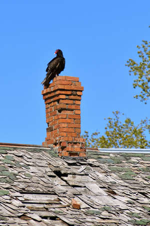 A buzzard perches on top of an old crumbling chimney with a rotting roof.の写真素材