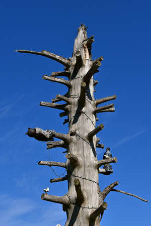All but the last foot of branches have been removed from a dead tree trunk, thus creating a yard sculpture.の写真素材