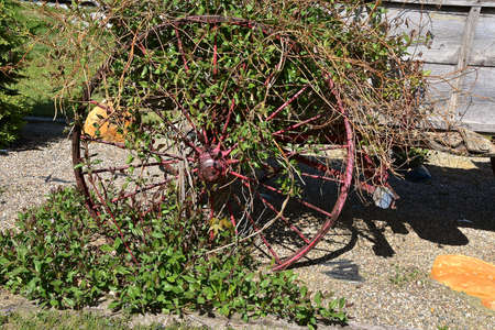 Vines and plant growth are wrapped around an old metal wheel with spokesの写真素材