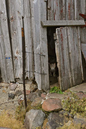 A gray cat sticks it's head out of a weathered barn door.の写真素材