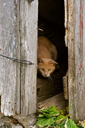 An orange cat sticks it's head out of an old barn door opening.の写真素材