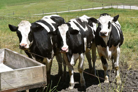 Three black and white Holstein livestock gather at an empty feed bunk.の写真素材