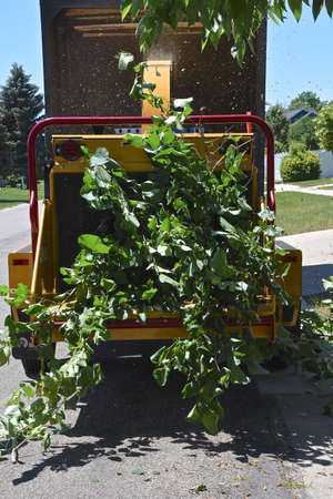 A tree and branch shredding machine grinds up an evergreen growth.の写真素材