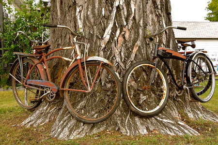 Old bicycles are attached to a huge cottonwood tree as a boulevard decoration.の写真素材