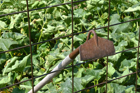 A hoe leans upside down against a fence used to keep large animals out of the garden.