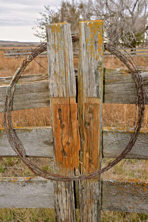A massive corral cedar fence post has exposed decay and holes on one side and weathered fence boards on the other side.の写真素材