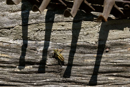 The tines of an old antique rake casts shadows of its times with a grasshopper residing in the shadowsの写真素材