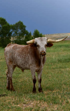 A beef steer with a long horn and broken horn.の写真素材