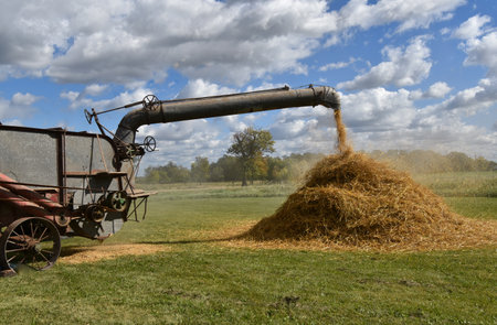 An extended blower pipe  of a threshing machine is creating a new straw pileの写真素材