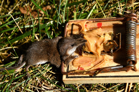 A dead vole is  trapped after being  lured by peanut butter.