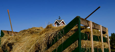 The top of a barn cupola appears on op of a hayrack loaded with unharvested wheat.の写真素材