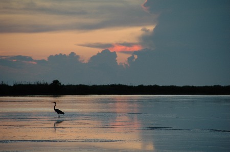 White Ibis on Tigertail Beach at Sunset, Marco Island, FLの写真素材