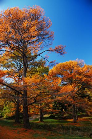 Fall Foliage in the Arnold Aboretum in Boston, MAの写真素材