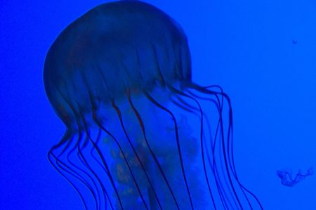 Blue Jellyfishの写真素材