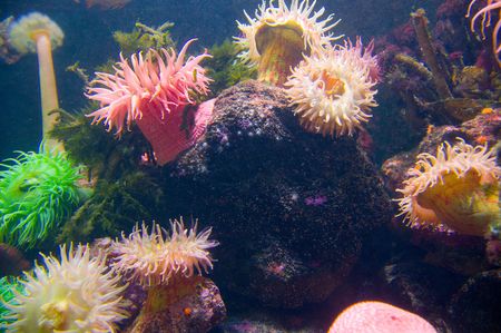 Brilliantly colored Sea Anemoneの写真素材