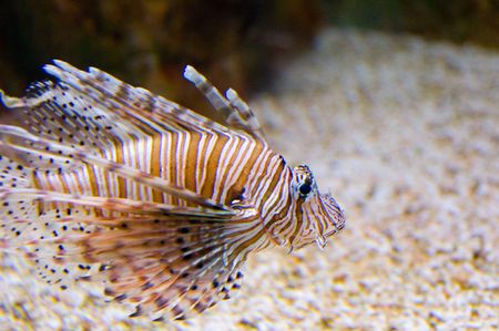 Venomous Lionfish