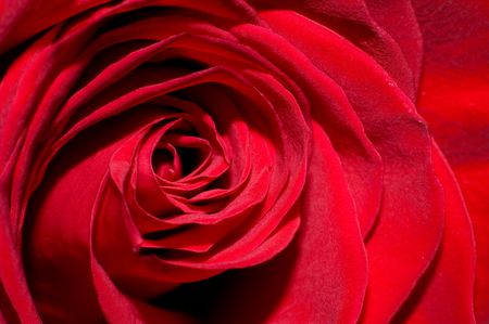 Red Rose #1の写真素材