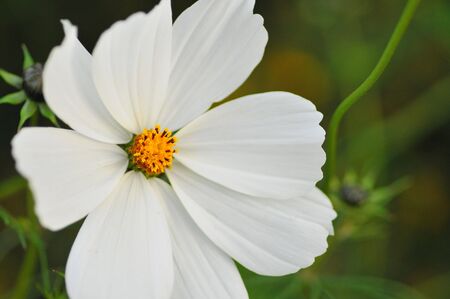 Spring Flower against a soft background #2の写真素材