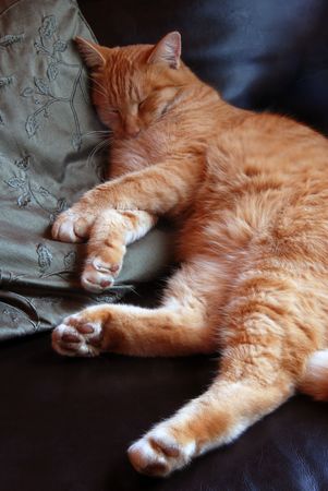 Orange tabby snoozing on leather chair and green pillowの写真素材