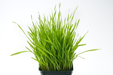 Wheat grass against white background