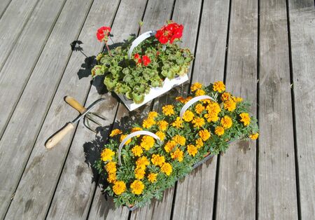 marigolds and geraniums about to be planted with tools on deckの写真素材