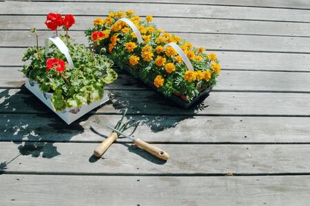 marigolds and geraniums about to be planted with tools on deckの写真素材