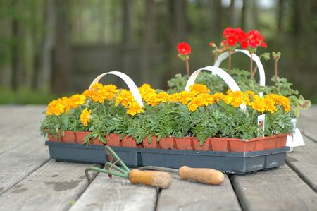 marigolds and geraniums about to be planted with tools on deckの写真素材
