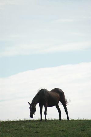 horse 56 silhouette in field room for copy