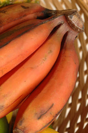 red nino bananasの写真素材