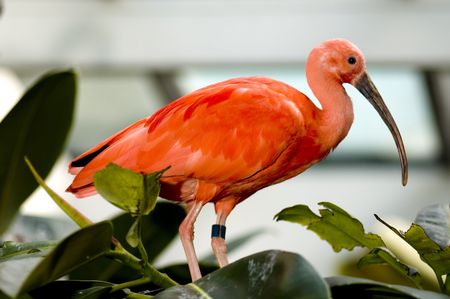 scarlet ibis bird eudocimus ruberの写真素材
