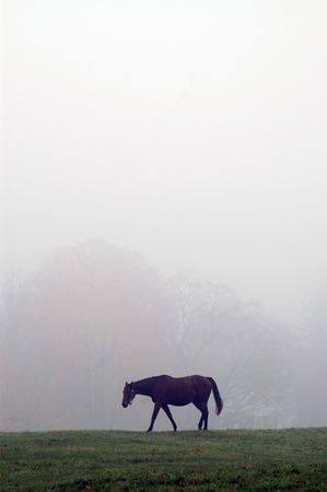race horse in mist foggy morning autumnの写真素材