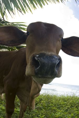 caribbean cow by the sea grazing close up with big headの写真素材