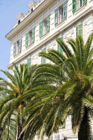 typical classic architecture and palm tree in ajaccio corsica franceの写真素材
