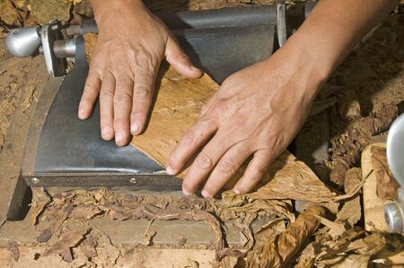 man hand rolling tobacco leaves on machine for quality cigar productionの写真素材